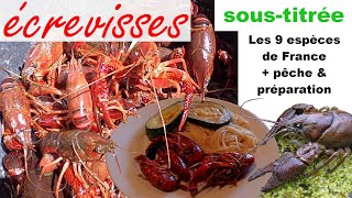 123🦞 Les écrevisses de France 🦞 9 espèces  Comment pêcher à la nasse amp cuisiner 🍽️ [upl. by Aij]