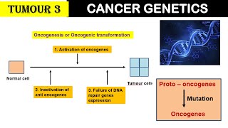 Tumour 3  Cancer Genetics  Oncogenesis  Oncogenes  Tumour suppressor genes  Conc Genes [upl. by Low]