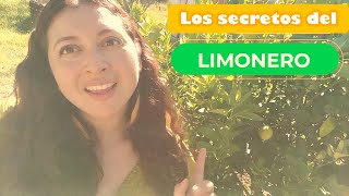 Cuidados para tener un LIMONERO en casa con bastantes frutos todo el año Aprende a cultivar limón [upl. by Eeclehc512]