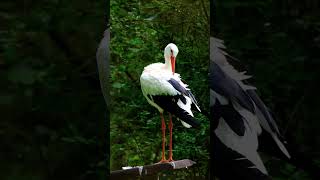 white stork bird [upl. by Lipscomb]