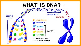 What is DNA [upl. by Gilberta]