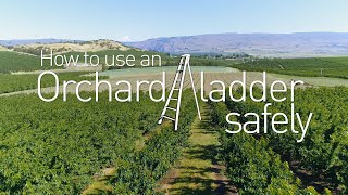 How to use an orchard ladder safely [upl. by Archie545]