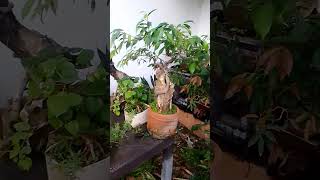 Argao Taiwan bonsai tree [upl. by Symer]