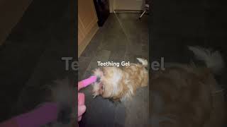 Teething Gel for Bella [upl. by Youngran962]