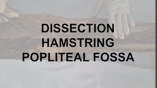 Dissection Hamstring Muscles and Popliteal fossa [upl. by Cherey]