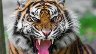 sound of tiger growling  tiger sound effect loud [upl. by Stricklan]