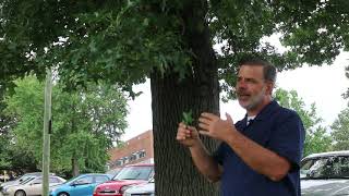 Pin oak Quercus palustris  Plant Identification [upl. by Gnuh]