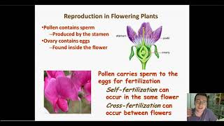 Mendelian Genetics Part 6 Self amp Cross Pollination True Breeding amp Genetic Cross Template [upl. by Hullda]