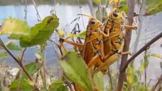 Eastern Lubber Grasshoppers Mating [upl. by Oniotna]