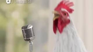 Poulet qui chante et dansent [upl. by Gladdy97]