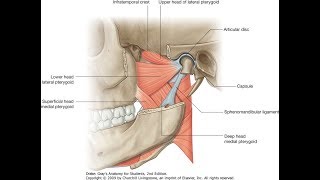 Exercise for the lateral pterygoid superior head [upl. by Linkoski407]