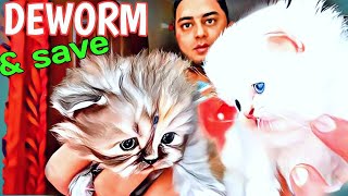 persian cat deworming  cat deworming schedule in hindi [upl. by Marcello129]