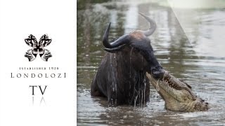 Crocodile vs Wildebeest vs Leopard  Londolozi TV [upl. by Airrej]