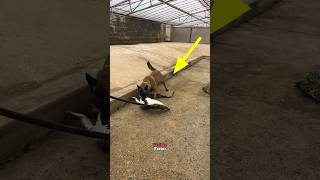 Crocodile attack on dog shortsvideo [upl. by Nyraf]