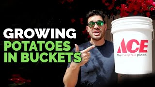 How to Grow Potatoes in Buckets Planting Techniques [upl. by Tizes935]