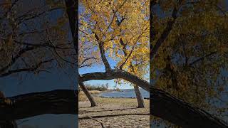 Bent Tree at Canton Lake Oklahoma nature outdoors [upl. by Lily]