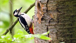 Der Buntspecht im Hardtbergwald  great spotted woodpecker [upl. by Attenyw]