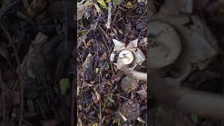 SINGAPORE native 🇸🇬 white earthstar ⭐️ mushroom🍄新加坡 ⭐️白色地球之星蘑菇 [upl. by Knighton]