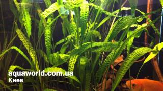 Криптокорина апоногетонолистная Cryptocoryne aponogetifolia [upl. by Thorne]