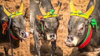 Jallikattu 2025 Videos  ஜல்லிக்கட்டு 2025 Videos [upl. by Yllah]