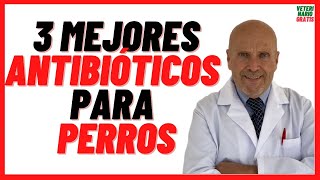 🟢 3 MEJORES ANTIBIÓTICOS para PERROS 🟢 con Heridas Abiertas Resfriados Gripe y Otitis 🟢 Dosis [upl. by Hearn419]