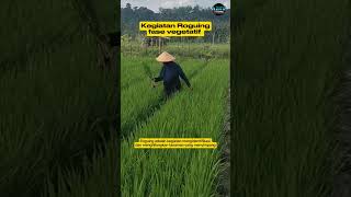 Kegiatan roguing pada fase vegetatif padi produsenbenih vub benihunggul [upl. by Desdee458]