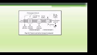 PHYSIOLOGY LECTURE 2024 PART 2 [upl. by Setsero]