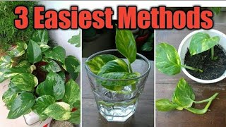 3 EASIEST Methods of Propagation of Pothos Epipremnum aureum How to Propagate Pothos [upl. by Arramahs]