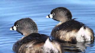 Piedbilled Grebes [upl. by Keever]