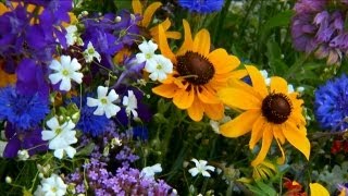 How to Grow Wildflowers  P Allen Smith Classics [upl. by Breskin]