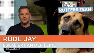 Kann Hundetrainerin Ellen Jays Verhalten umlenken 🤔  Der Hundeprofi  Rütters Team [upl. by Astrix415]