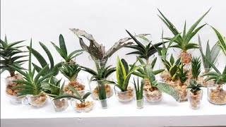 How to Grow and Care 30 Varieties of Sansevierias  Snake Plant in Water [upl. by Lanod]