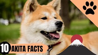 Akita Dog Breed  10 Facts and Personality Traits [upl. by Citron]