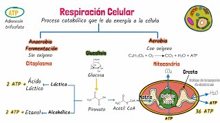 Respiración celular [upl. by Ahpla]