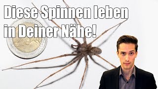 Winkelspinne Kreuzspinne  Spinnen die in der Nähe von Menschen häufig vorkommen [upl. by Neirrad]