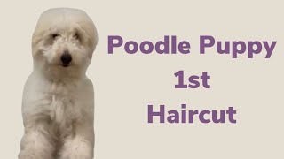 Poodles first haircut [upl. by Arratahs]