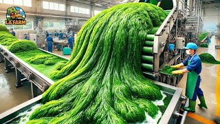 Harvesting Seaweed Inside The Process At A Seaweed Processing Factory [upl. by Tnomad661]