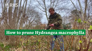 How to prune Hydrangea macrophylla  The RHS [upl. by Eonak]