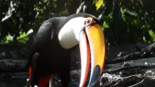 Toco Toucan Sounds Free Birds in Wild  Ramphastos toco Tucanuçu [upl. by Wieche]