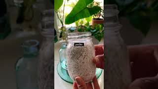 Pothos propagation experiment beautiful plants soillove garden soilgrown plantlover soil [upl. by Graff]