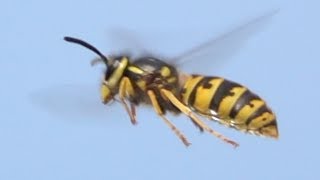 Wasp Vespula germanica on garpes Deutsche Wespe an Weintraube [upl. by Anwahsar443]