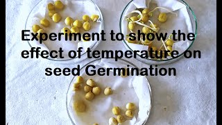 Effect of Temperature on Germination Experiment [upl. by Amye]