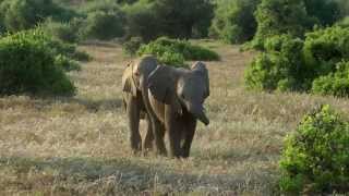 Tuskless Elephants in Botswana [upl. by Nareik]