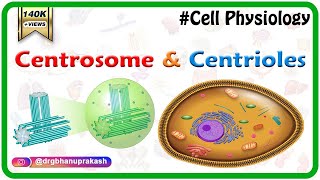 Centrosome and centrioles  USMLE Cell physiology Animations [upl. by Keenan854]