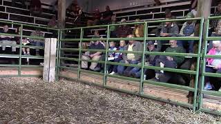 2024 West Branch Feeder Calf Sale [upl. by Agathy]