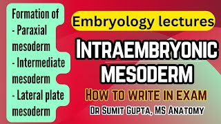 Intraembryonic mesoderm and its derivatives  General embryology [upl. by Yud443]