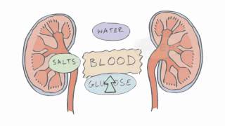 New GCSE BBC Bitesize  Homeostasis [upl. by Flower]