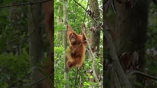 Amazing Wildlife Destinations Around the World Part 1 Sumatra Indonesia [upl. by Gaskill]