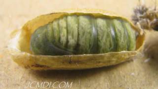 Hidden Nature Silkmoth Metamorphosis Pupation HD Timelapse V05248 [upl. by Shellans]