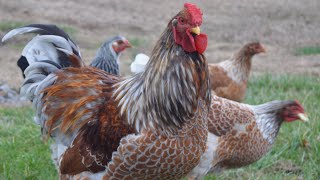 Blue Laced Red Wyandotte Chickens  Amazingly Handsome Egg Producers [upl. by Dnalor]